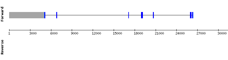 gene structure