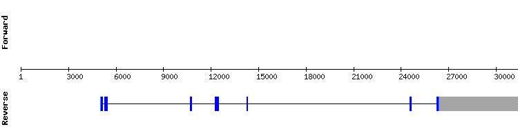 gene structure