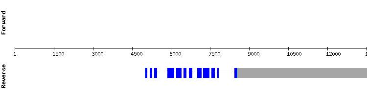 gene structure