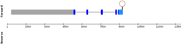 gene structure
