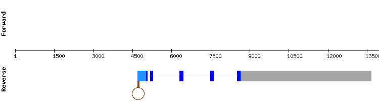 gene structure