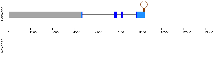 gene structure