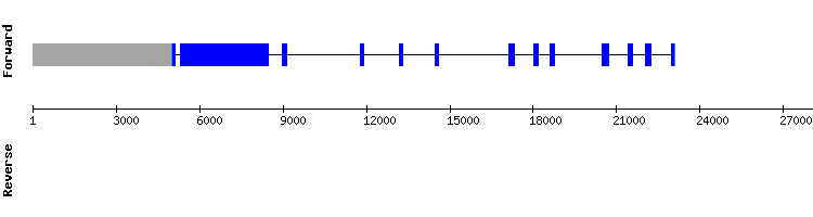 gene structure