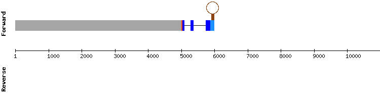 gene structure
