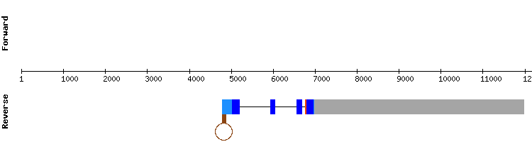 gene structure