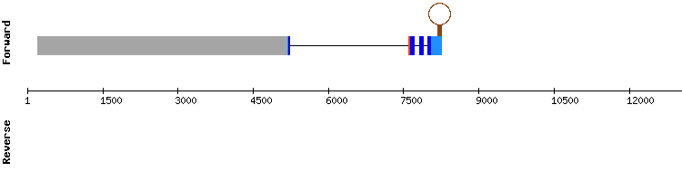 gene structure