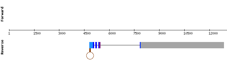 gene structure