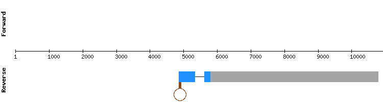 gene structure