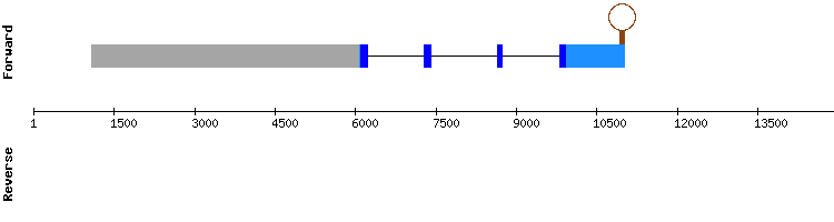 gene structure