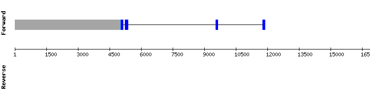 gene structure