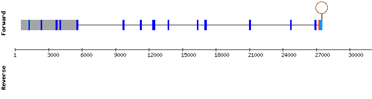 gene structure