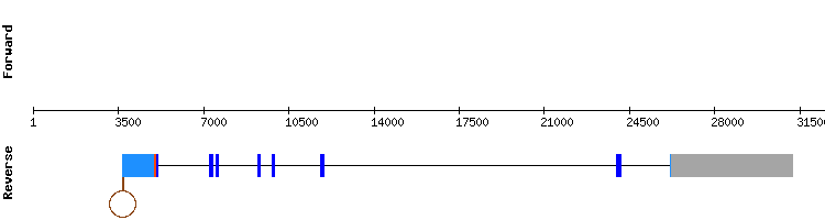 gene structure