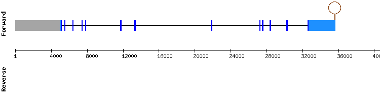 gene structure