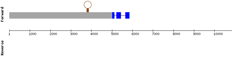 gene structure
