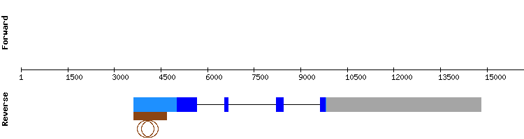 gene structure