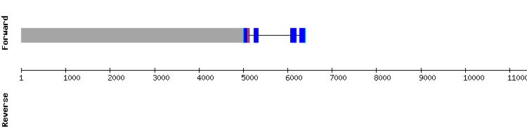 gene structure