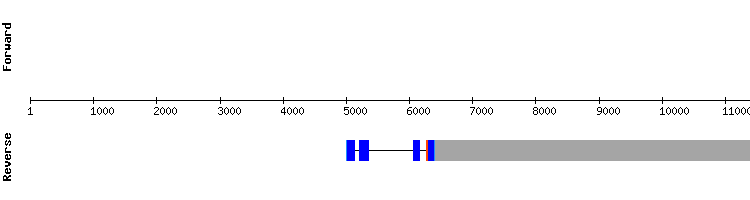 gene structure