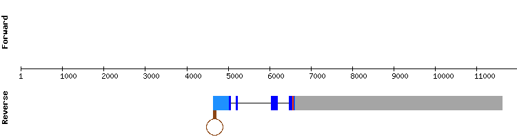 gene structure