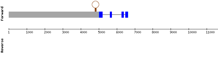 gene structure
