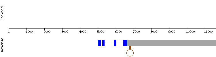 gene structure