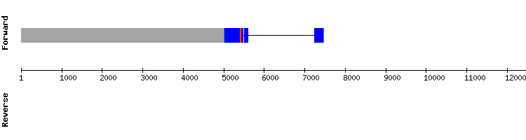 gene structure