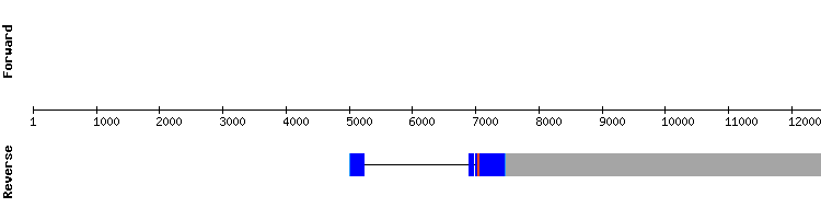 gene structure