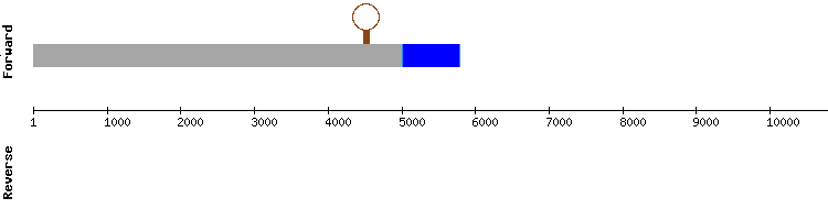 gene structure