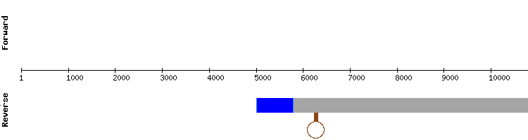 gene structure