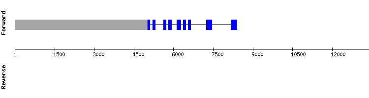 gene structure