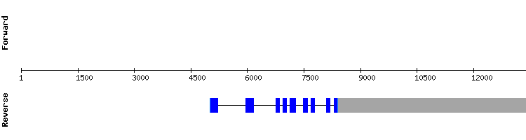gene structure