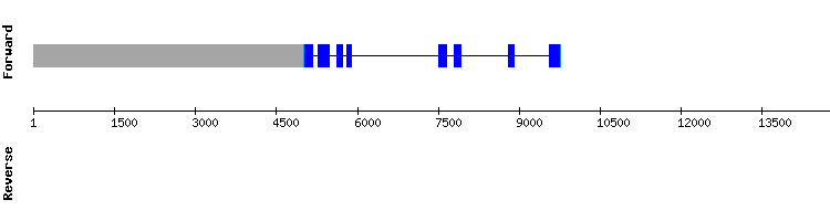 gene structure