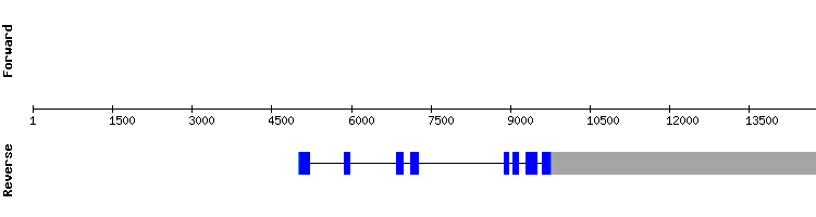 gene structure