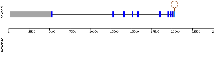 gene structure