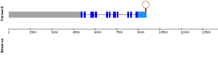 gene structure