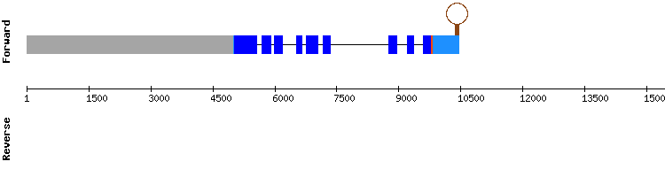gene structure