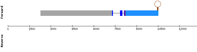 gene structure