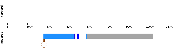 gene structure