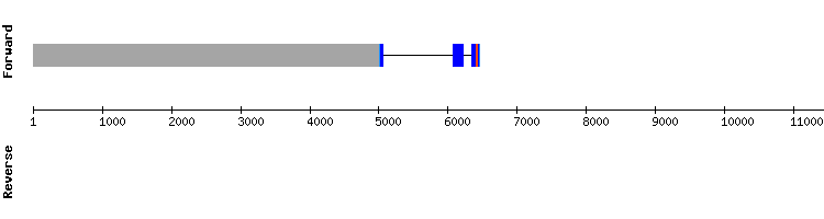 gene structure