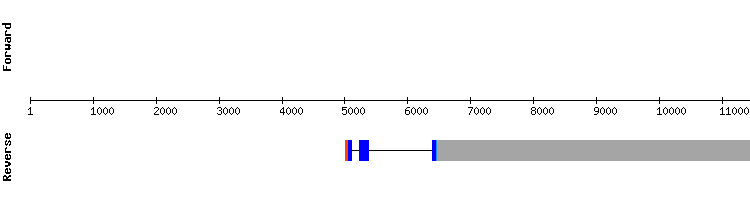 gene structure