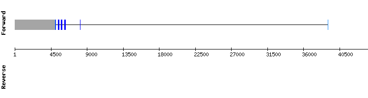 gene structure