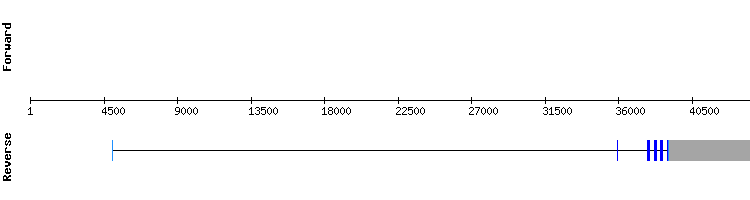 gene structure