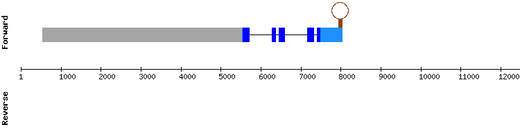 gene structure