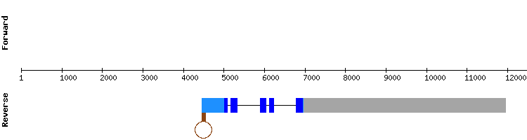 gene structure