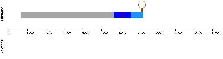 gene structure