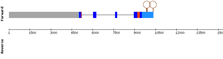 gene structure