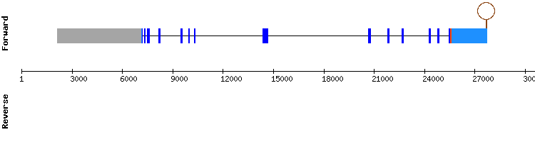 gene structure