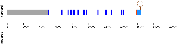gene structure
