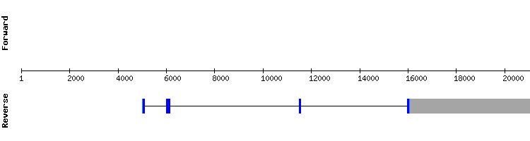 gene structure