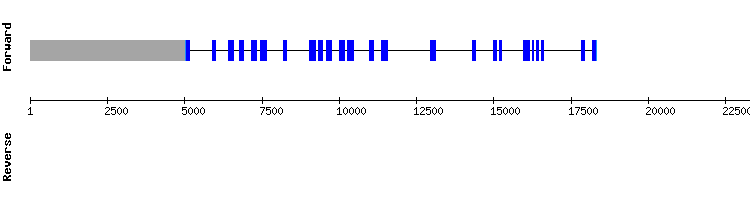 gene structure