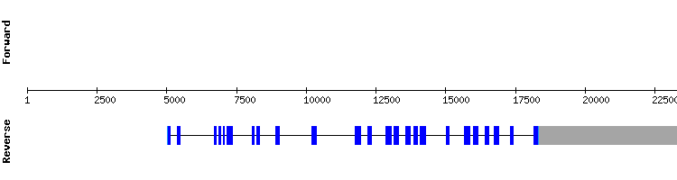 gene structure